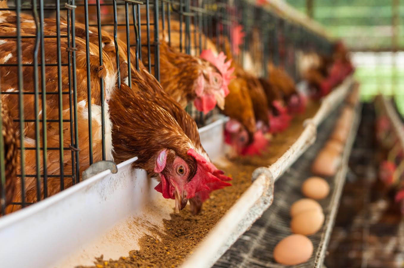 Оптимизация себестоимости продукции птицефабрик с помощью автома­ти­зи­ро­ванных учетных систем